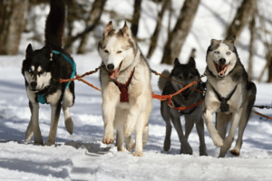 Huskycamps beim Schneefuchs